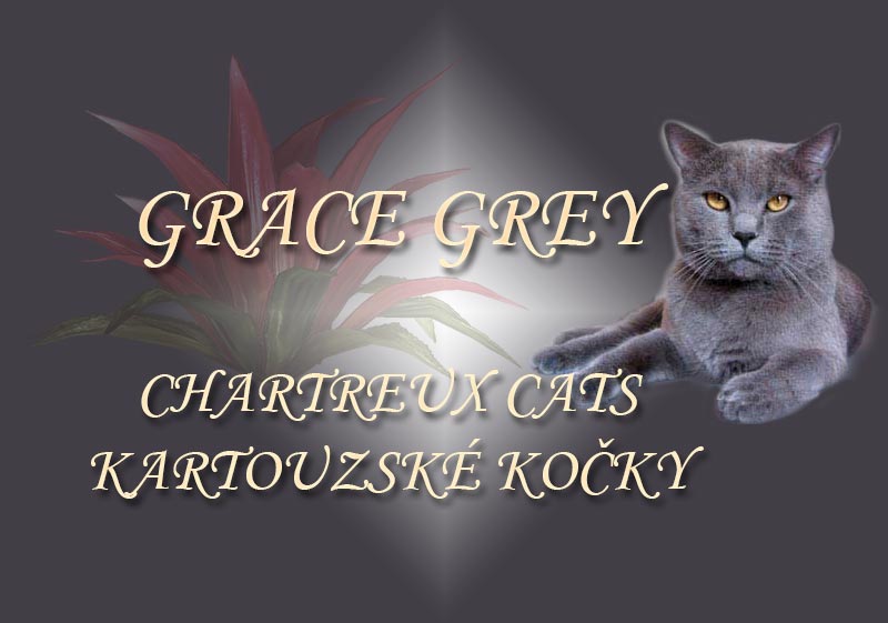 Kartouzská kočka / chartreux cats GRACE GREY