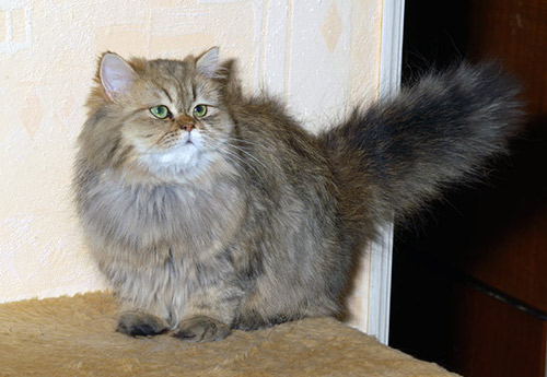 Isména de Montespan -PER ny 24 64 / Golden Tabby Persian