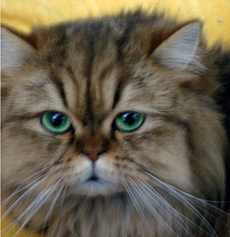 Isména de Montespan -PER ny 24 64 / Golden Tabby Persian