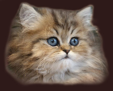 Isména de Montespan -PER ny 24 64 / Golden Tabby Persian