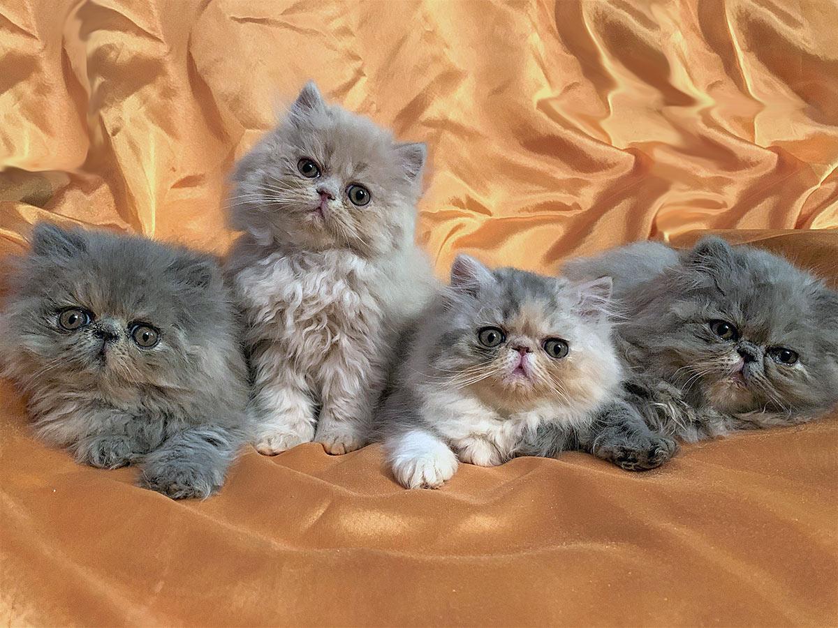 Persian kittens ELH de Montespan - litter I