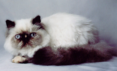 Perské kotě colourpoint s želvovinovými odznaky - kočička Clementine de Montespan