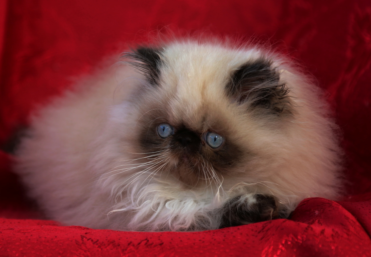Perské kotě s odznaky a s bílou - kocourek Francois 3 měsíce