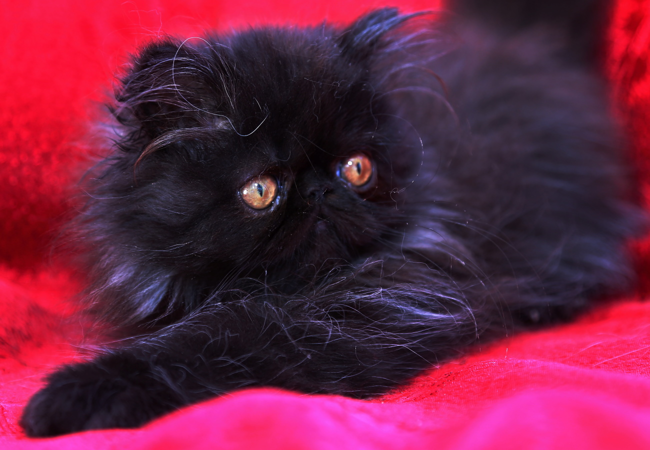 Perské kotě- černá kočička PER n
