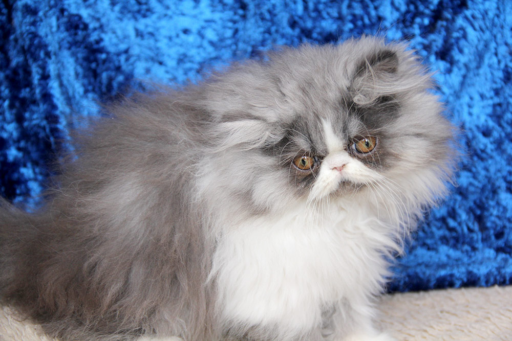 Gallia - perské kotě PER a 03 / kočička modrý bikolor ve věku 3 měsíce