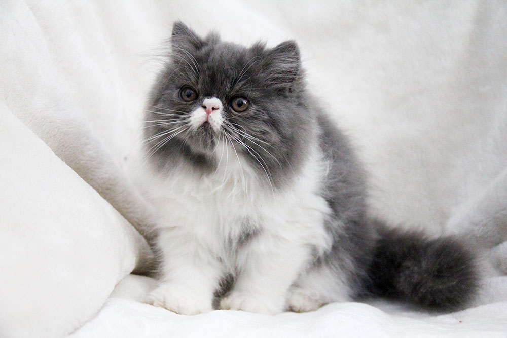 HAYLEN blue- white persian male / PER a 02 62