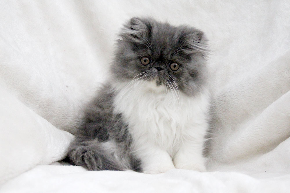 Blue-white persian female / PER a 03