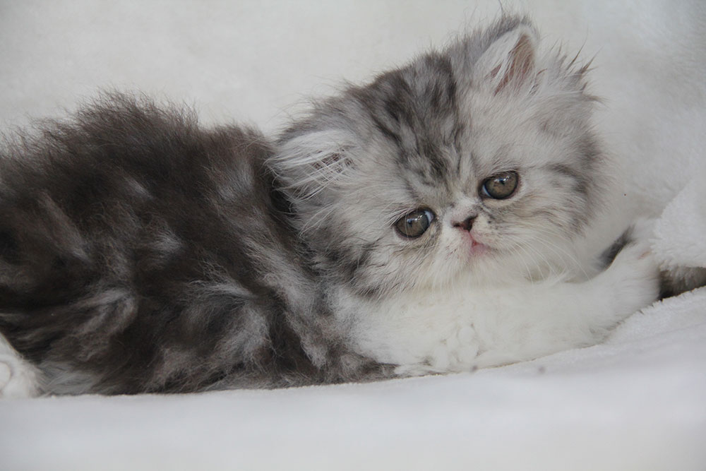 Black silver tabby-white female / PER ns 03 22 62