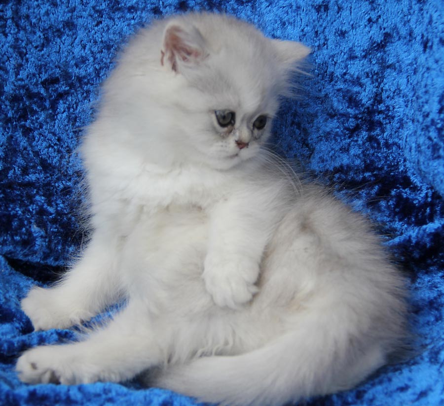 Blue Chinchilla Silver Persian female  Ulrica Mon Cherri de Montespan - PER as 12