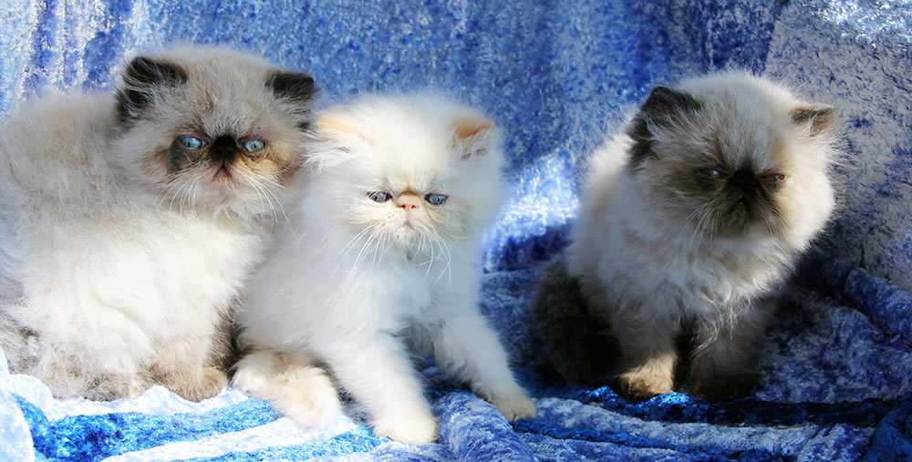 Colorpoint kittens (ELH in CFA) - litter X