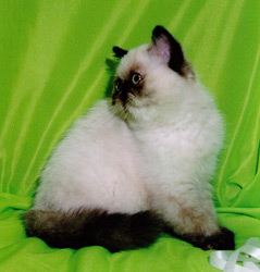 Exotická kočka colorpoint EXO f 33 s černě želvovinovými odznaky IC Yannie de Montespan