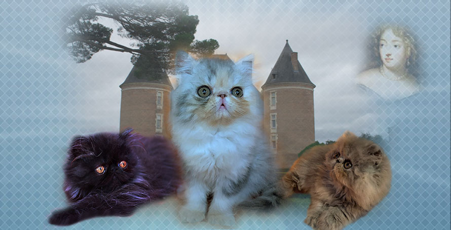 de Montespan persian cattery