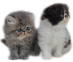 Perská koťata na prodej