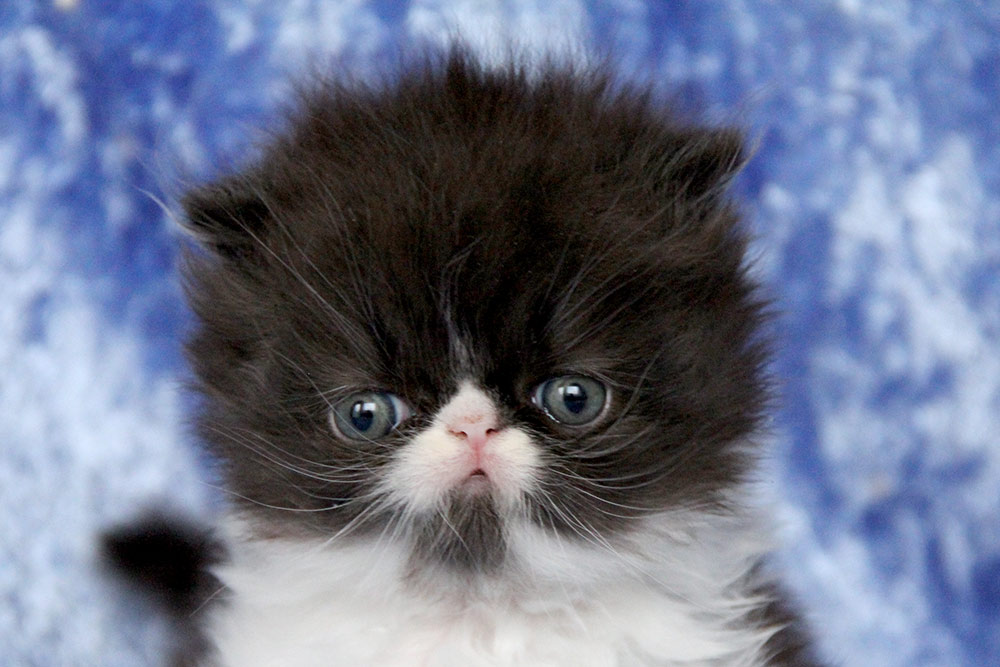 Persian black kitten PER n 03. ELH in CFA - at 1 month.