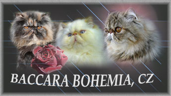 Baccara Bohemia perské a exotické kočky
