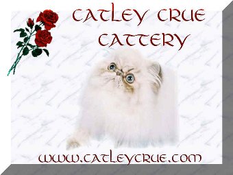 Catley Crue perské kočky s odznaky, colorpoint