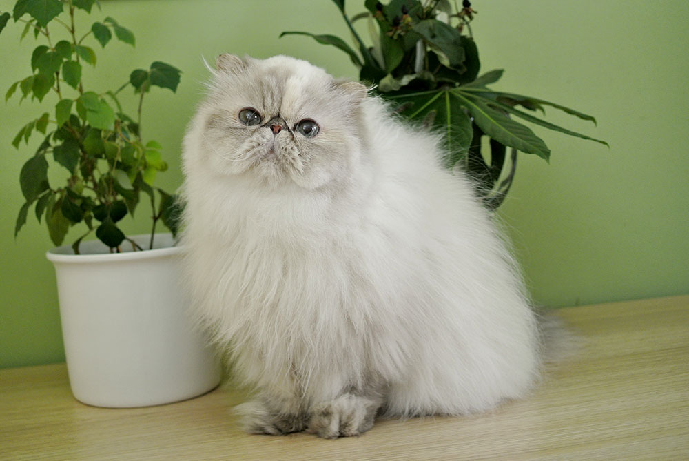 Deste Paws Lizard, PER g 21 33 / himalayan cat blue-cream-lynx point female - at 5 years