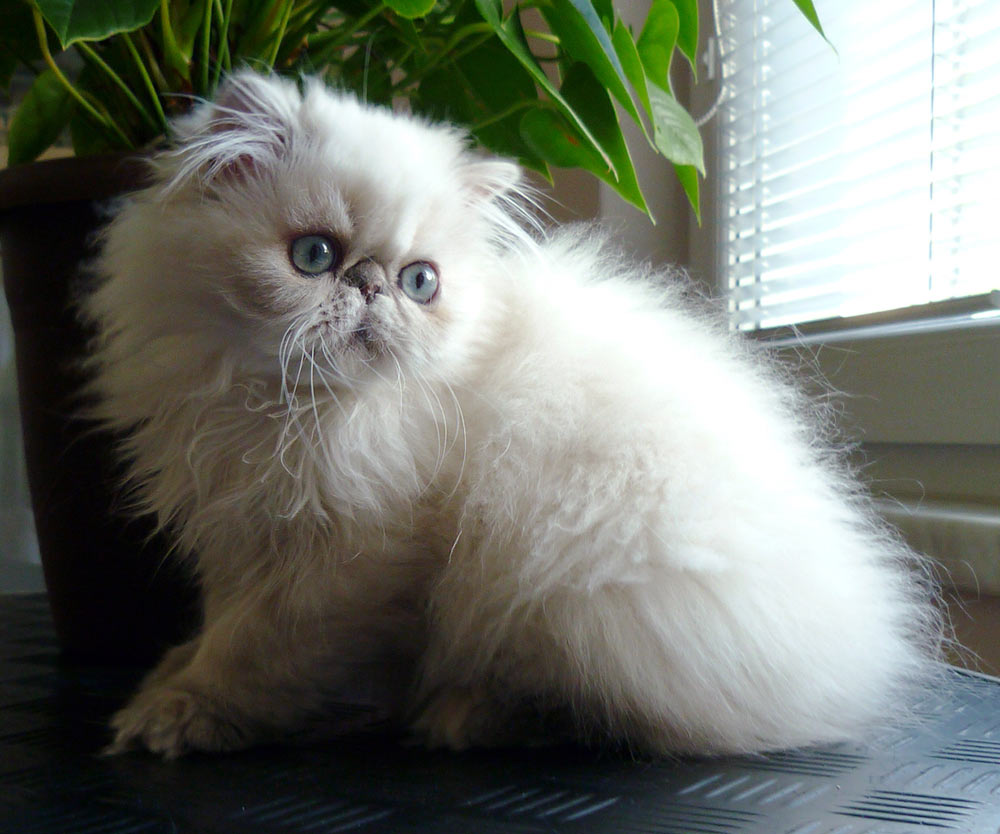 Deste Paws Lizard, PER g 21 33 / himalayan kitten blue-cream-lynx point female - at 3,5 months