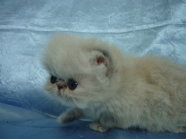 Deste Paws Lizard, PER g 21 33 / himalayan kitten blue-cream-lynx point female - at 1 month