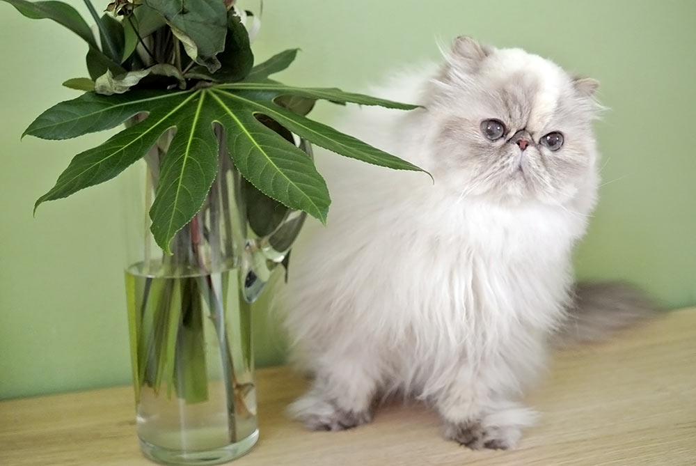 Deste Paws Lizard, PER g 21 33 / himalayan cat blue-cream-lynx point female - at 5 years