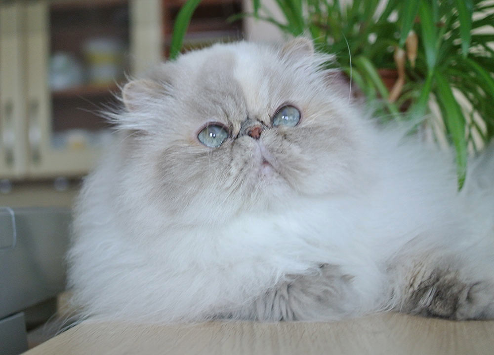 Deste Paws Lizard, PER g 21 33 / himalayan cat blue-cream-lynx point female - at 5 years