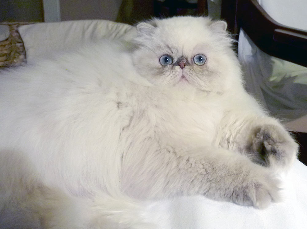 Deste Paws Lizard, PER g 21 33 / himalayan cat blue-cream-lynx point female - at 8 months
