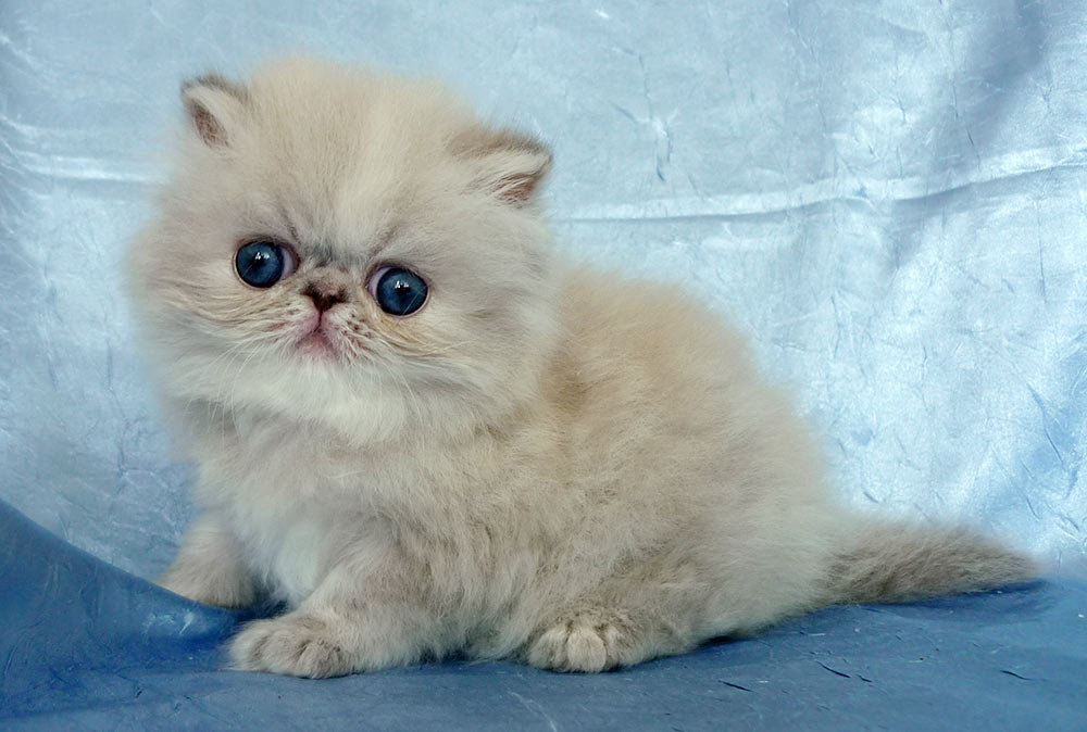 Deste Paws Lizard, PER g 21 33 / himalayan kitten blue-cream-lynx point female - at 6 weeks