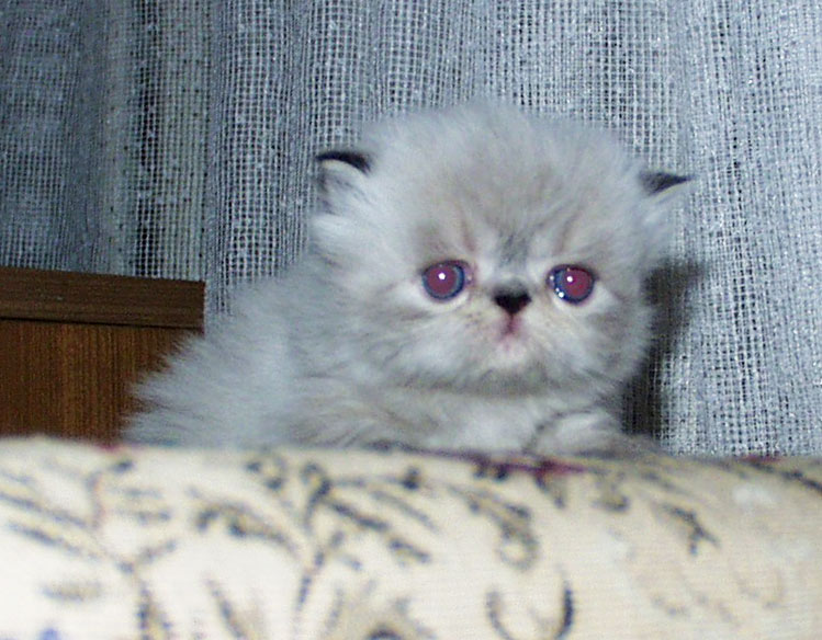 Himirose Deste Seal-Lynx Point ELH female, PER n 21 33 - at 3 weeks