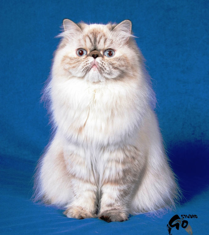 CH Nelly Hot Line Deste, PER f 21 33 / persian himalayan Tortie-Lynx Point female
