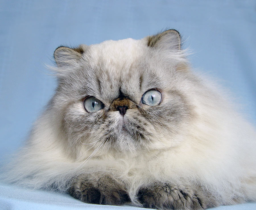 Deste Paws Mystery Line, PER n 21 33 / persian himalayan cat male seal-lynx point - at 10 months