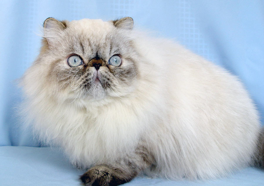 Deste Paws Mystery Line, PER n 21 33 / persian himalayan cat male seal-lynx point - at 10 months