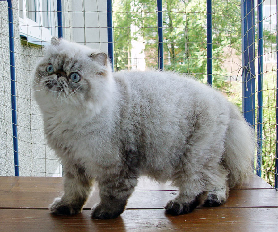 Deste Paws Mystery Line, PER n 21 33 / persian himalayan cat male seal-lynx point - at 1 year. After shaving.