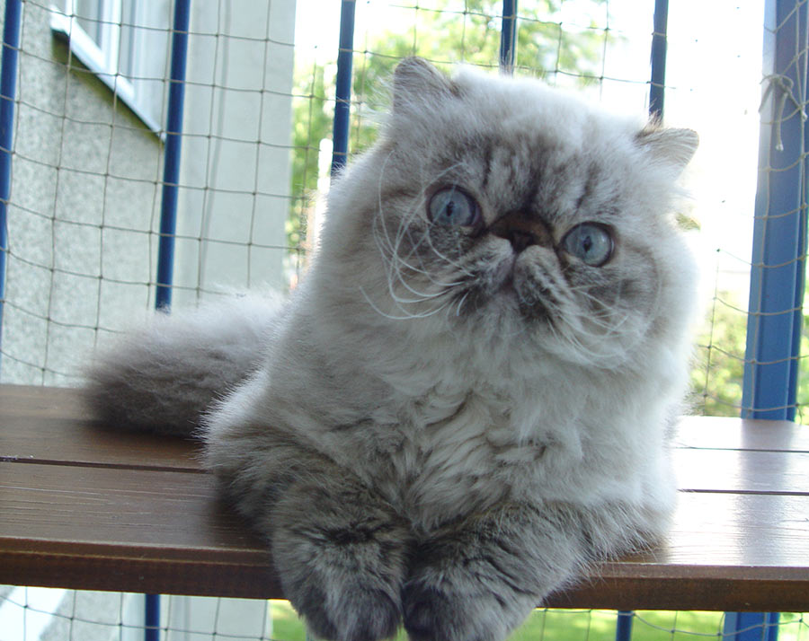 Deste Paws Mystery Line, PER n 21 33 / persian himalayan cat male seal-lynx point - at 1 year. After shaving.