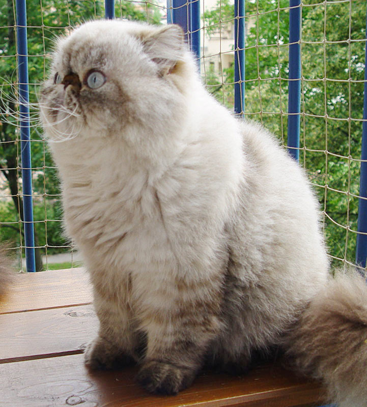 Deste Paws Mystery Line, PER n 21 33 / persian himalayan cat male seal-lynx point - at 13 months. After shaving.