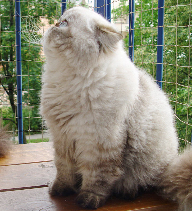 Deste Paws Mystery Line, PER n 21 33 / persian himalayan cat male seal-lynx point - at 13 months. After shaving.