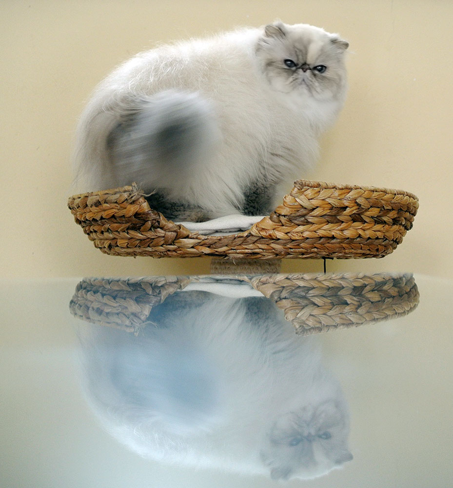 Deste Paws Lizard, PER g 21 33 / blue-cream-lynx point himalayan female at 5 years