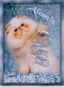 ALOMI himalayan, persian and exotic cats