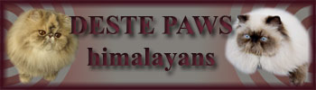 Deste Paws - himalayan cats (colourpoint)