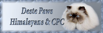 Deste Paws - himalayan cats (colourpoint)
