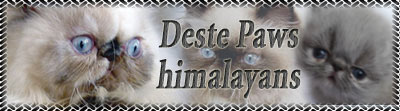 Deste Paws - himalayan cats (colourpoint)