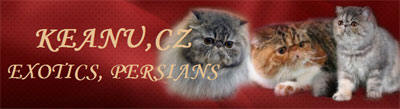 KEANU persian and exotic cats