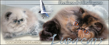 LUBACATS persian, oriental, burmese, sphynx