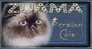 ZUAMA - himalayan cats - colourpoint