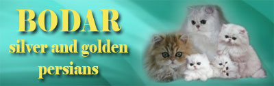 BODAR - silver,golden and chinchila persian cats