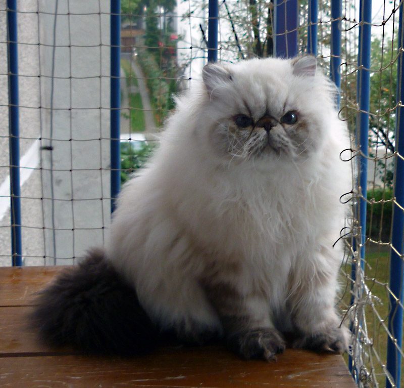 Deste Paws Bonus Line, PER n 21 33 / Himalayn Seal-Lynx Point male
