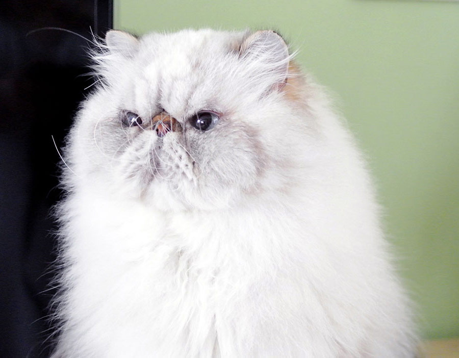 Deste Paws Bonus Line, PER n 21 33 / Himalayn Seal-Lynx Point male - at 5 years