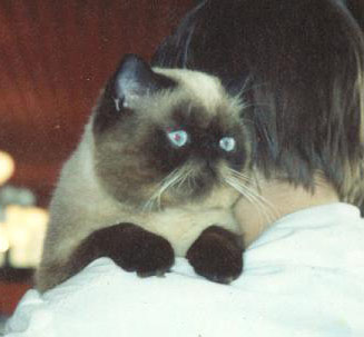 IC Casanova Juki*PL, Exo n 33 / Seal Point Exotic at 10 months