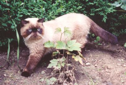 IC Casanova Juki*PL, Exo n 33 / Seal Point Exotic at 1 year