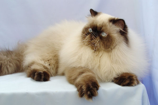 Deste Paws Imp From Sky, PER n 33 / Himalayan Seal Point male