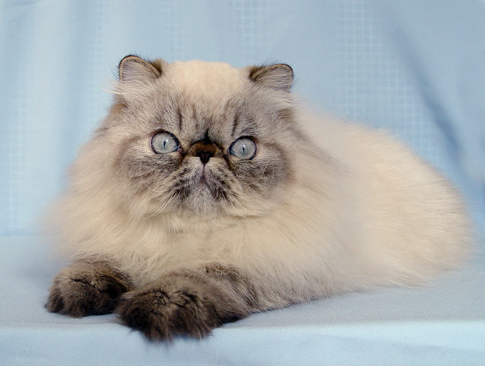 Deste Paws Mystery Line, PER n 21 33 / Himalayan Seal-Lynx Point male at 10 months